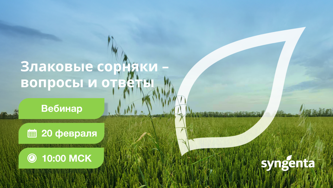 Злаковые сорняки – вопросы и ответы