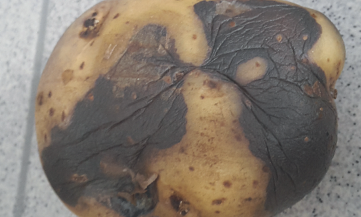 Резиновая гниль