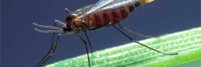 Гессенская муха