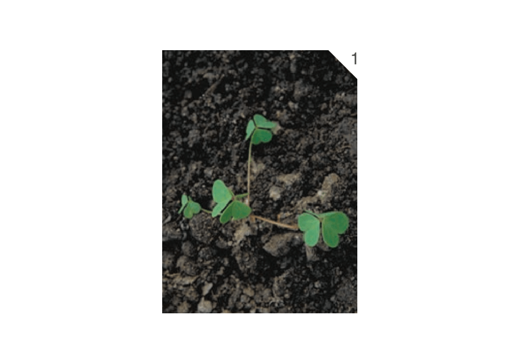 Кислица козья