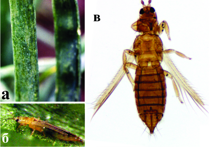 Трипс табачный или луковый