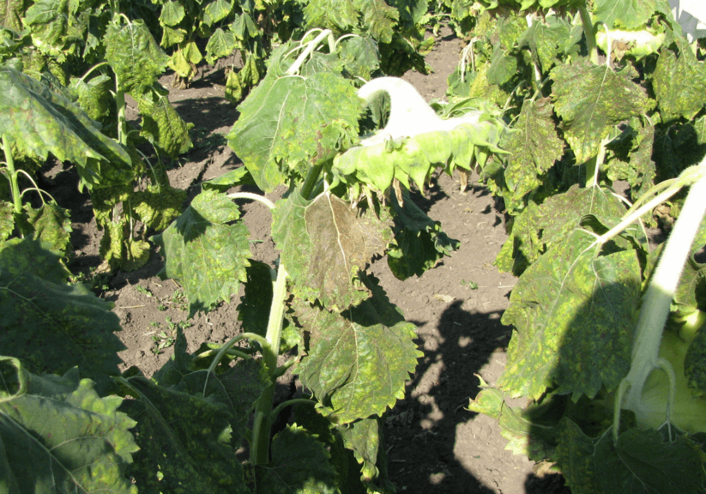 Септориоз (бурая пятнистость) подсолнечника