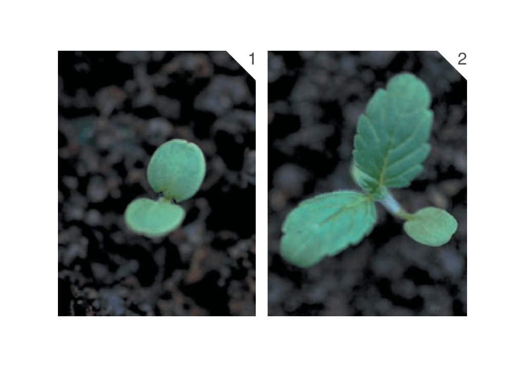 Пикульник ладанниковый