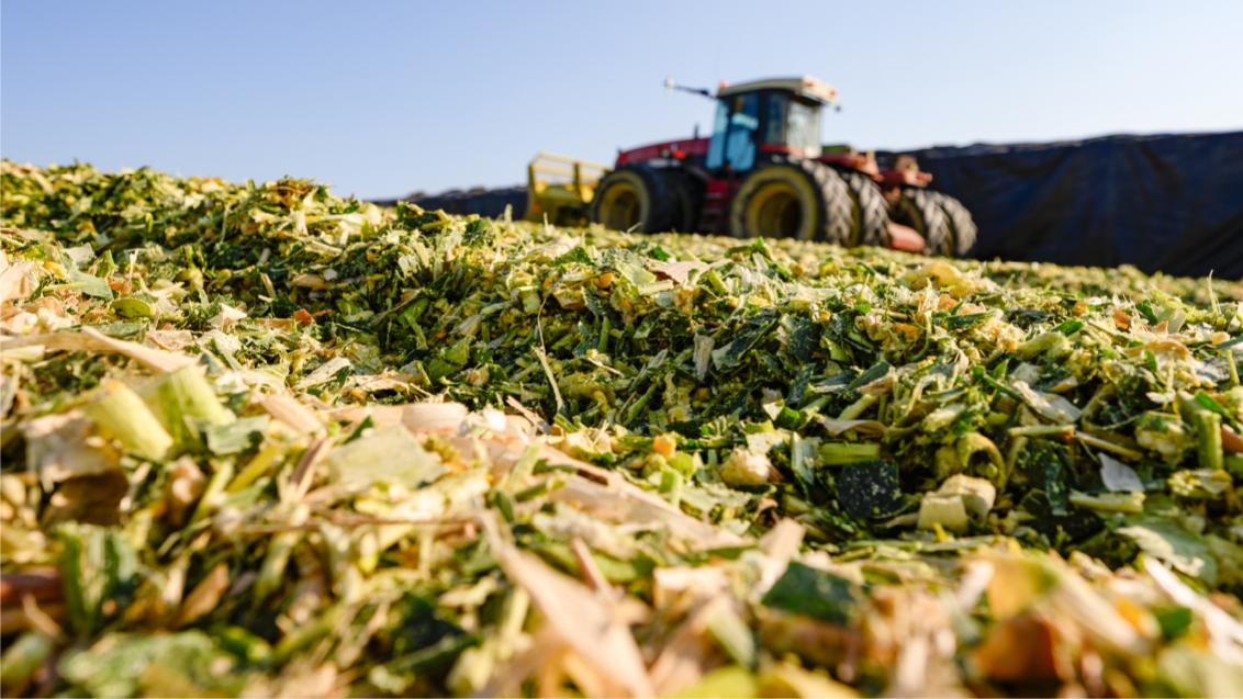 Как оценить качество готового силоса