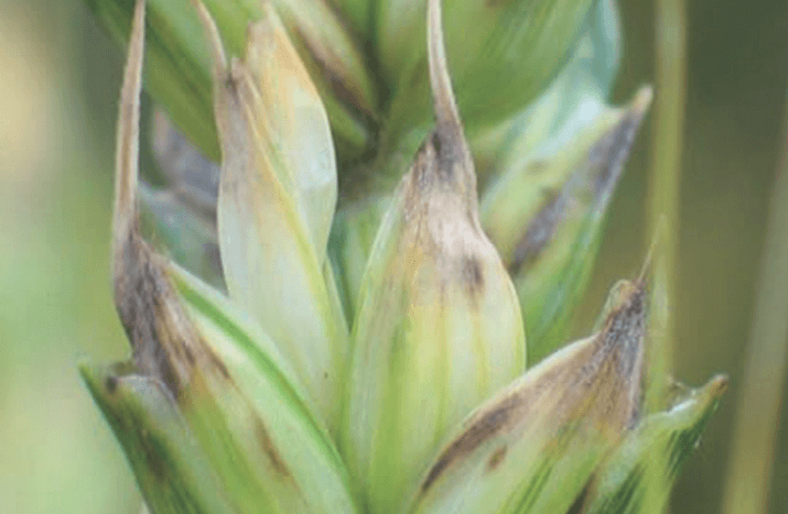 Септориоз пшеницы