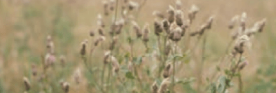 Бодяк полевой