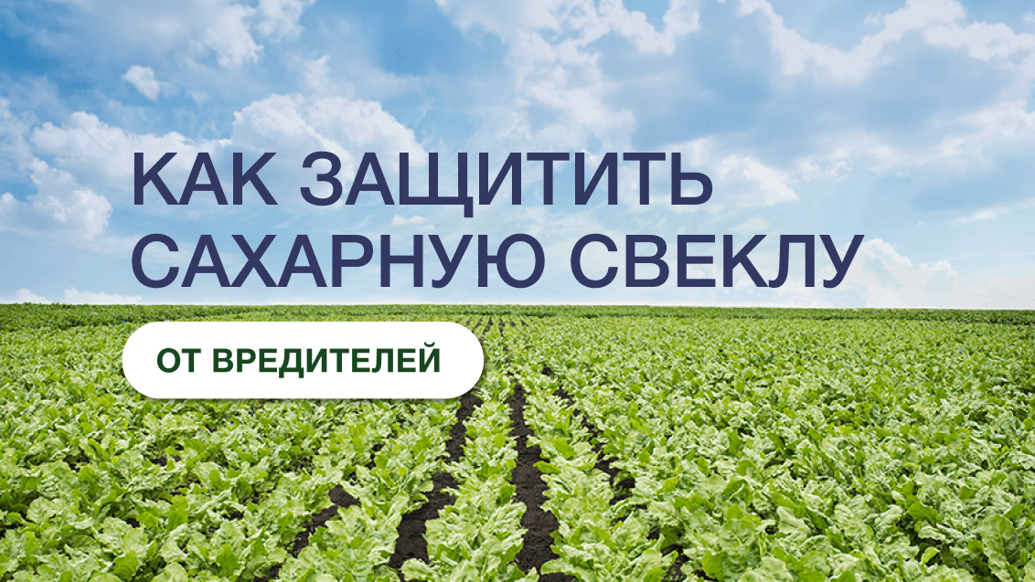 Новый уровень инсектицидной защиты сахарной свеклы, фото