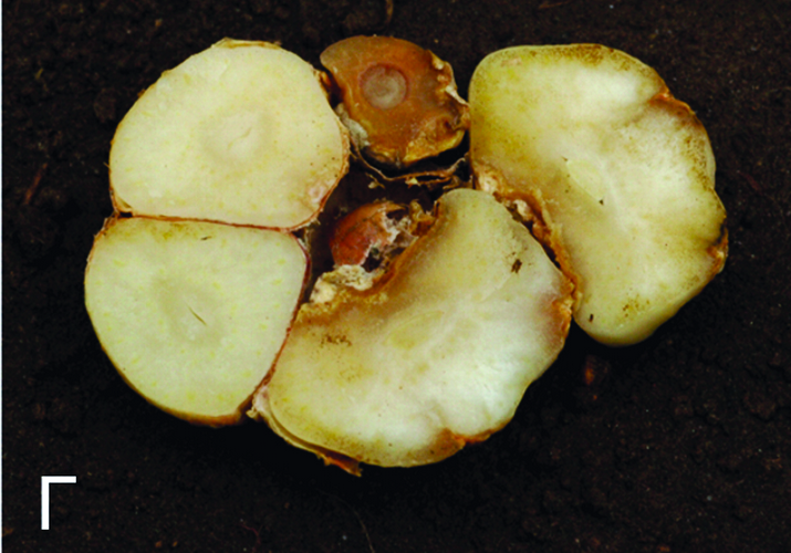 Дитиленхоз лука и чеснока