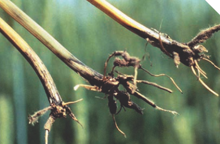 Офиоболезная корневая и прикорневая гниль