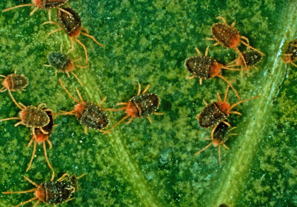 Бурый плодовый клещ