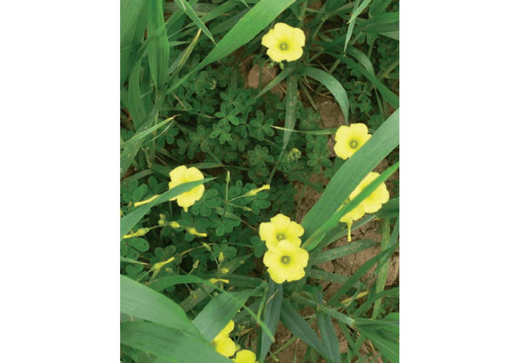 Кислица козья