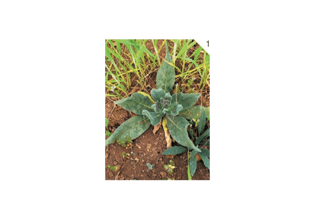 Синяк обыкновенный / Румянка обыкновенная