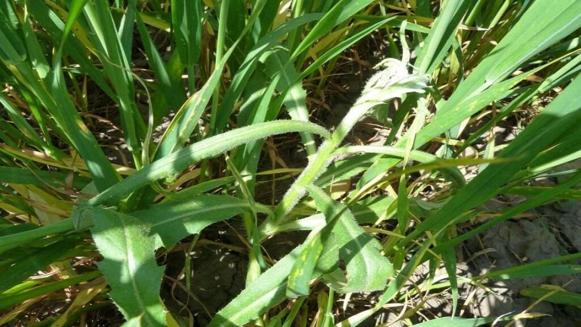 Семь аргументов в пользу применения гербицида ЛИНТУР® на колосовых культурах