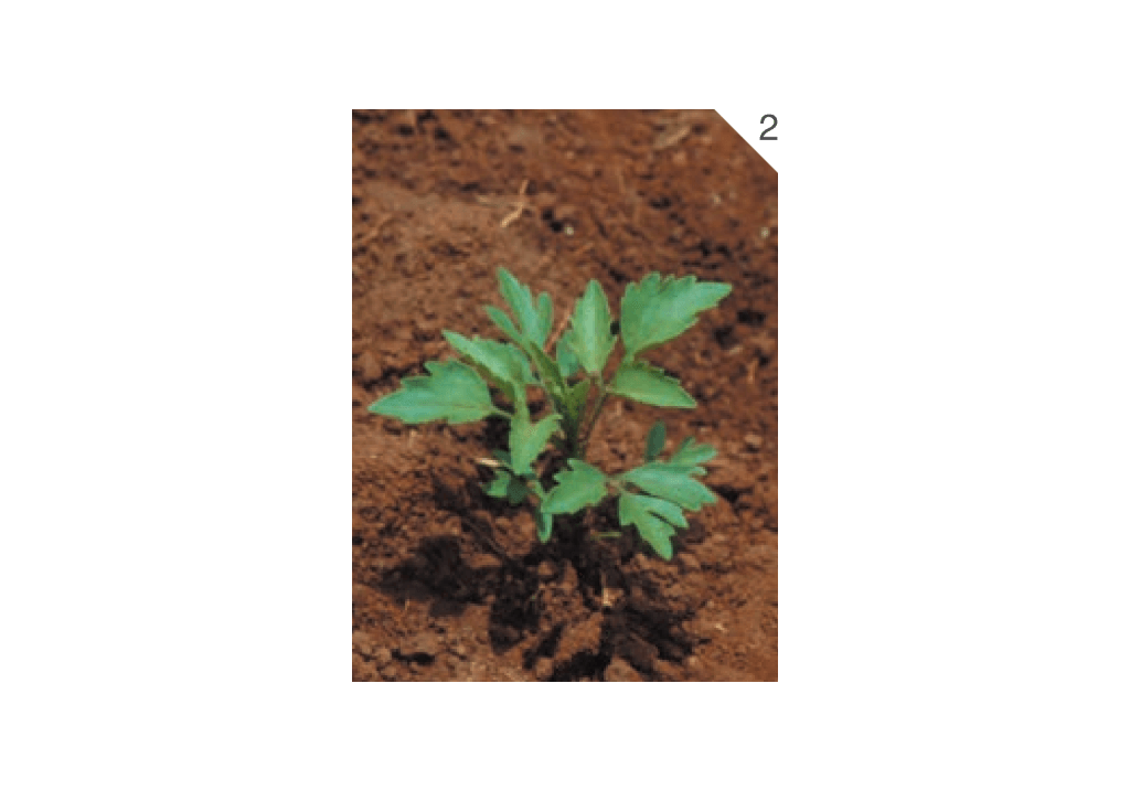 Череда волосистая