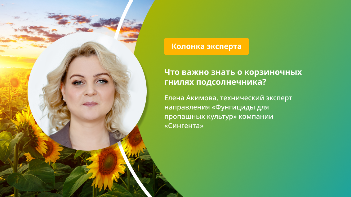 Корзиночные гнили подсолнечника