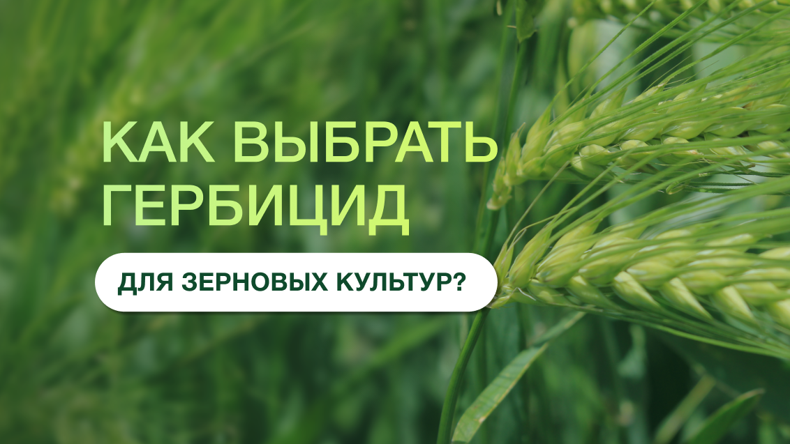 Как защитить зерновые от сорняков: инструменты эффективного выбора