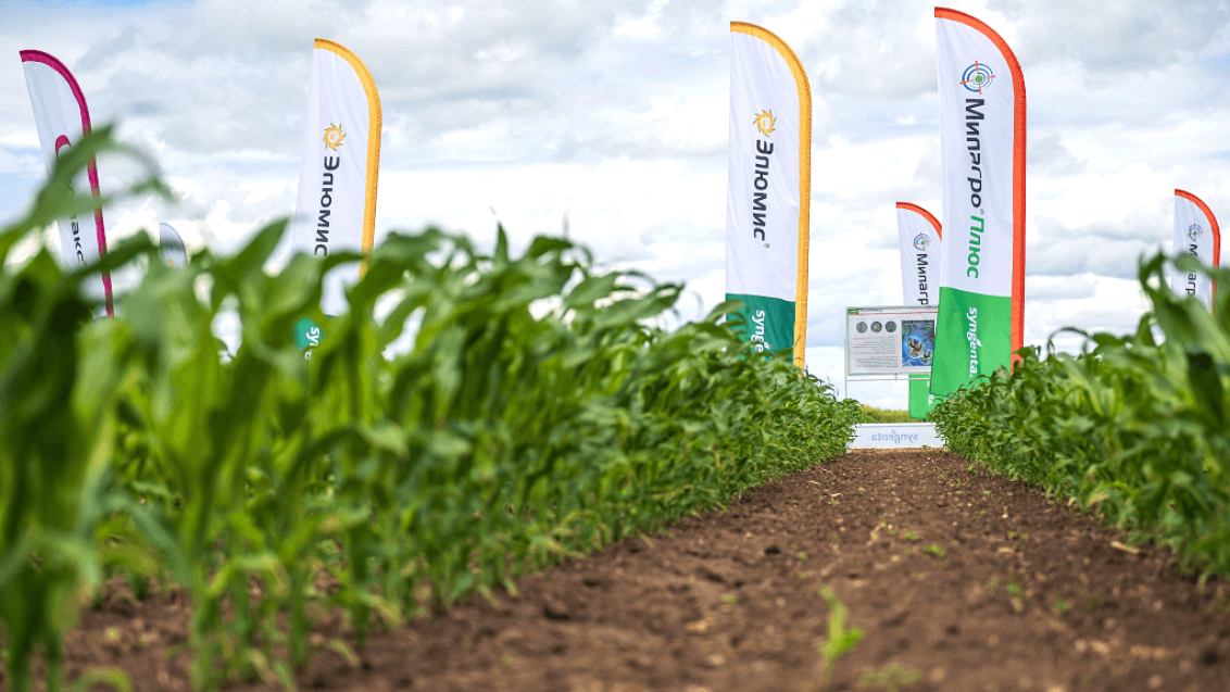 Чистые поля кукурузы, без сорняков