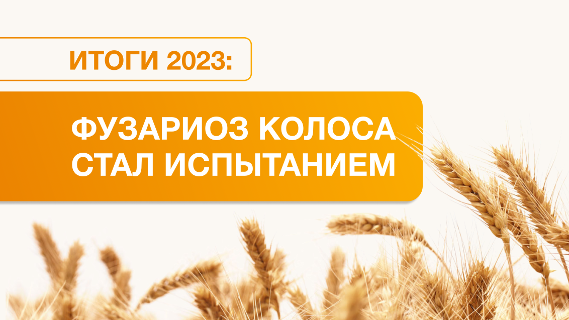 Эксперты проанализировали болезни пшеницы в России