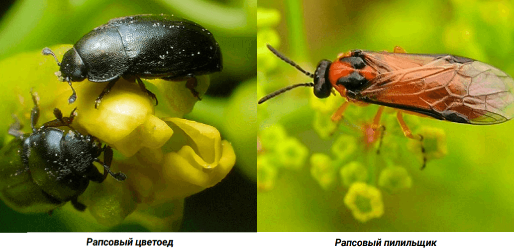 Рапсовый цветоед