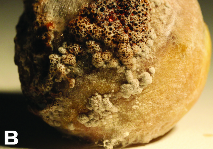 Ризоктониозная гниль плодов томата