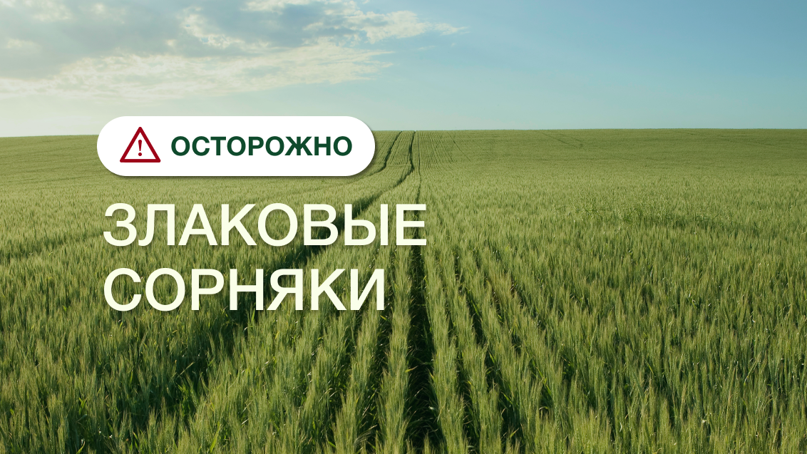 Вредоносность злаковых сорняков