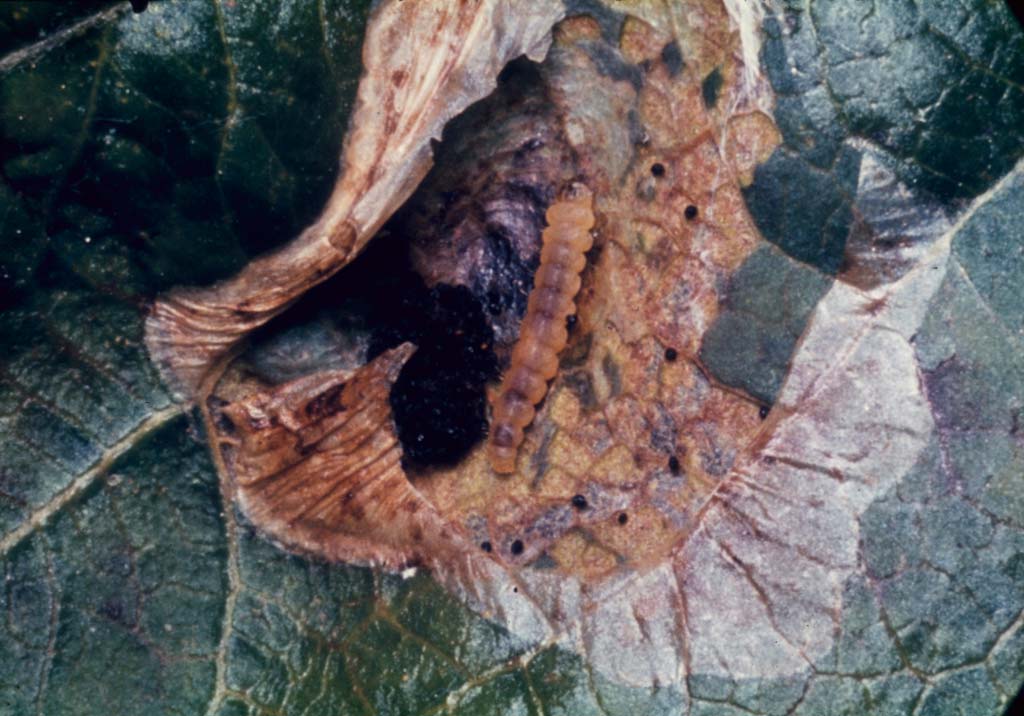 Минирующие моли