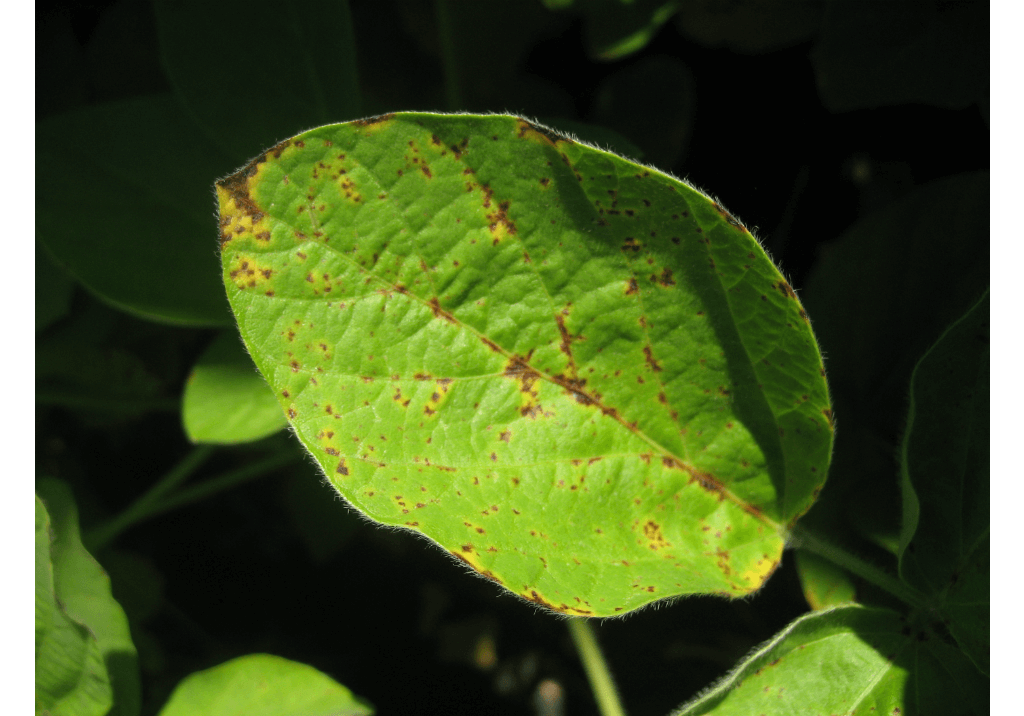 Септориоз (ржавая пятнистость)