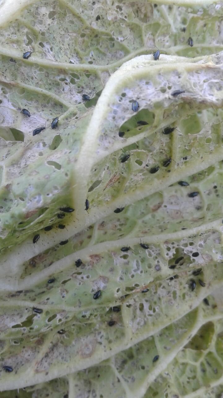 Крестоцветные блошки