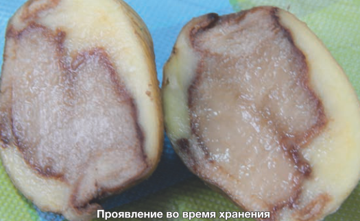 Раневая водянистая гниль