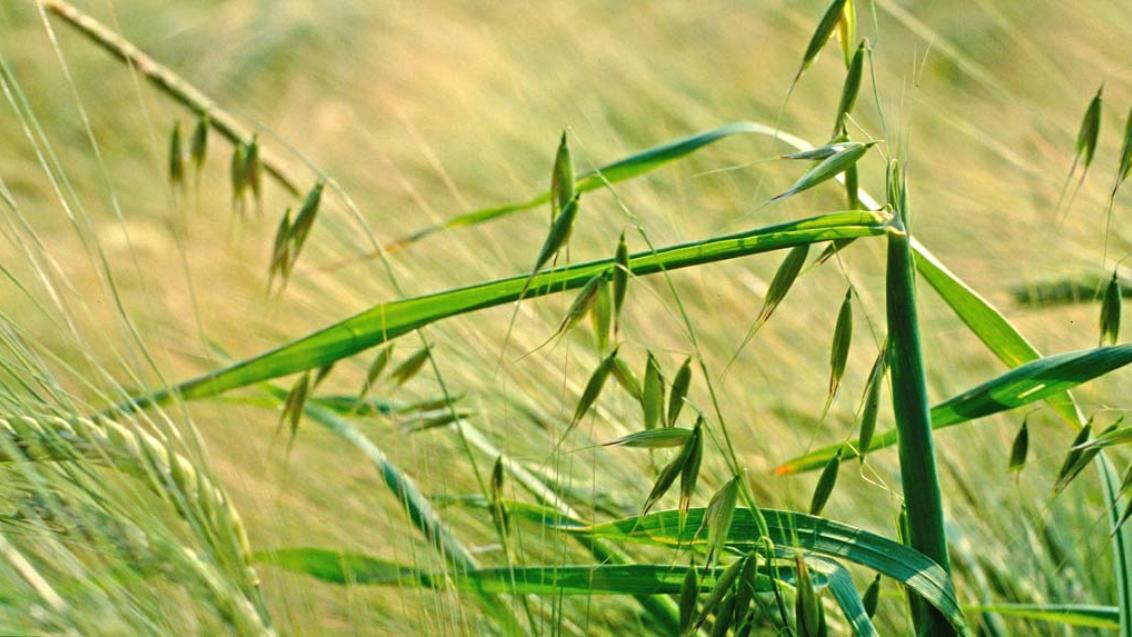 Как победить овсюг