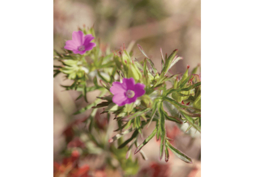 Герань рассеченная