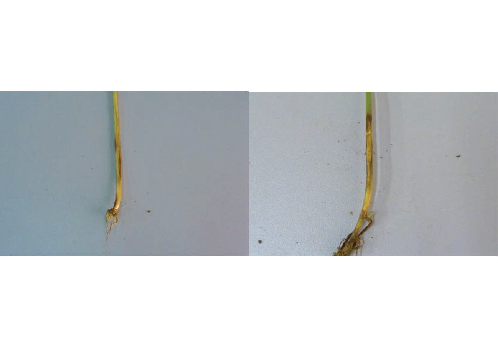 Ризоктониозная корневая и прикорневая гниль