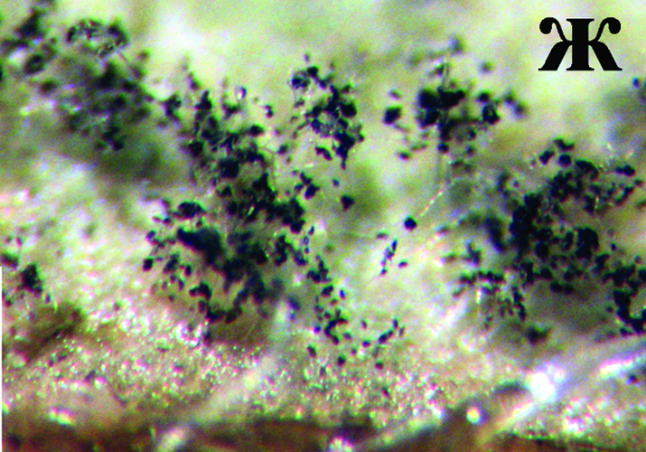 Оливковая (бурая) пятнистость, или кладоспориоз