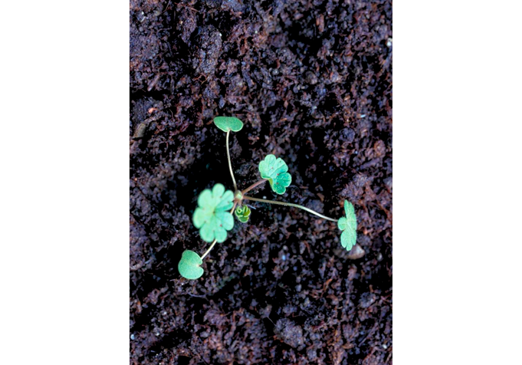 Герань мягкая