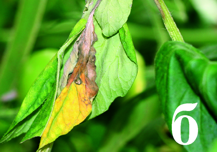 Серая гниль томата