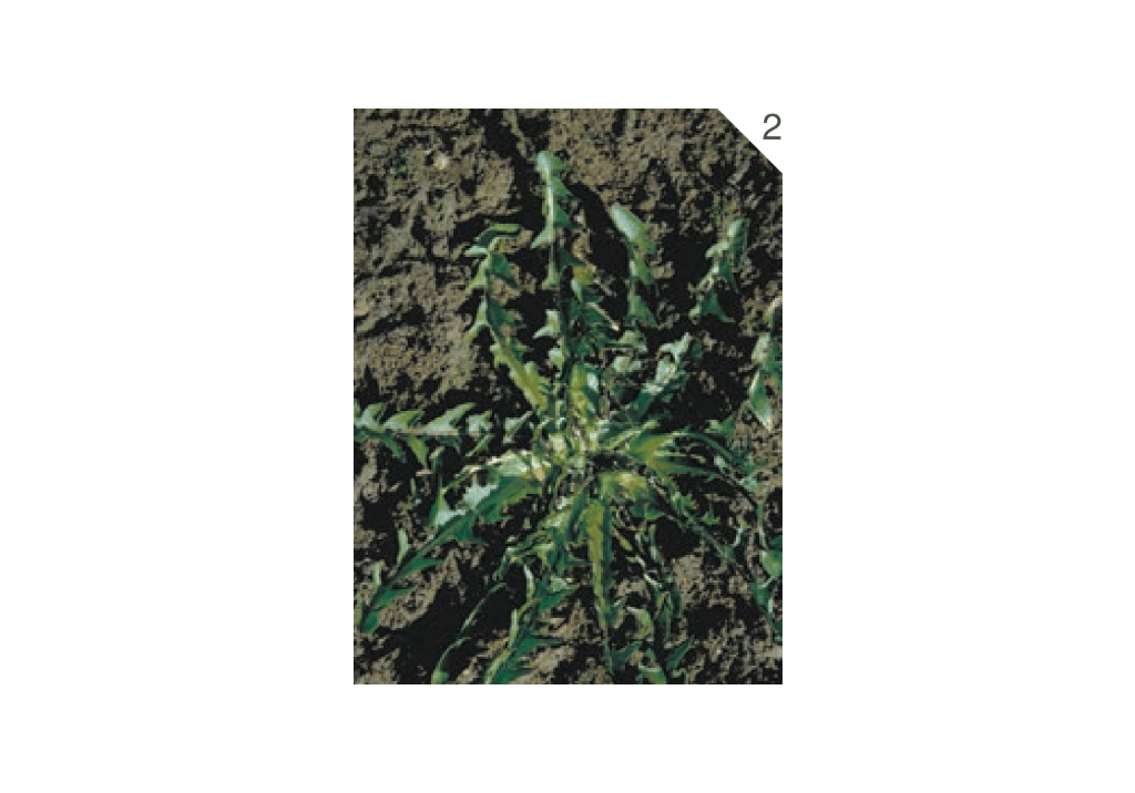 Одуванчик лекарственный