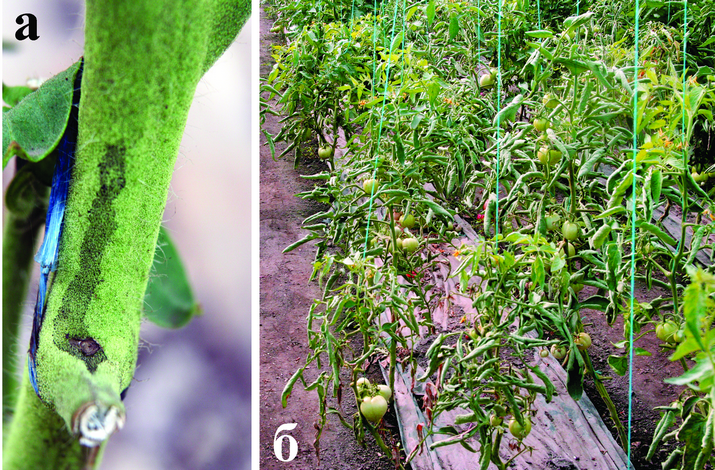 Некроз сердцевины стебля томата