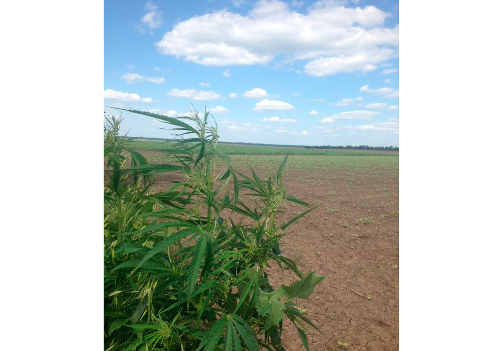 Конопля сорная