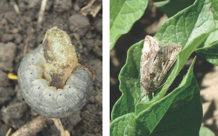 Совка подгрызающая