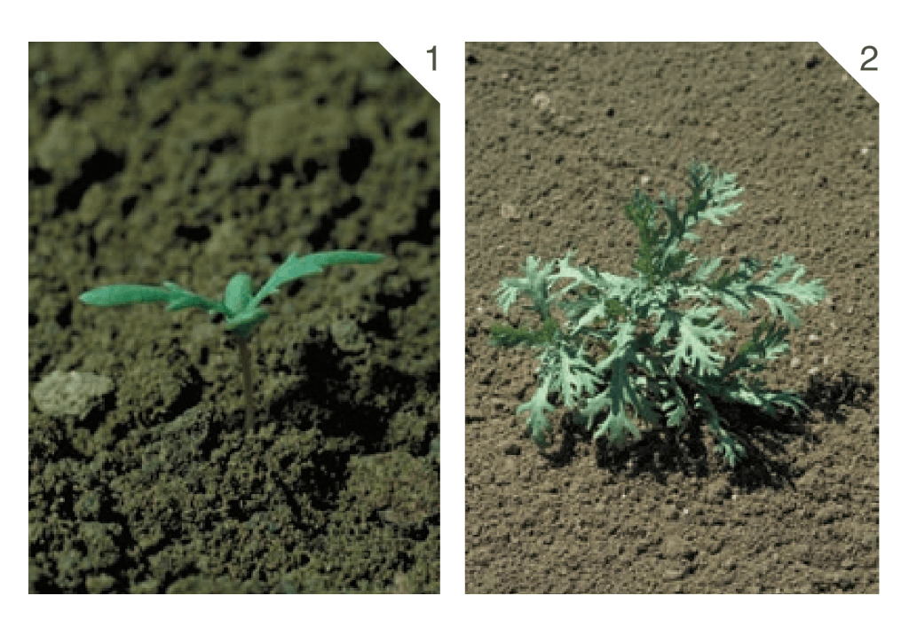 Златоцвет посевной