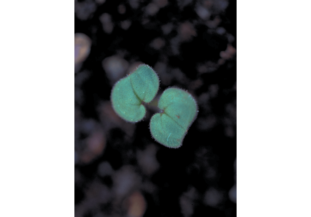 Герань рассеченная