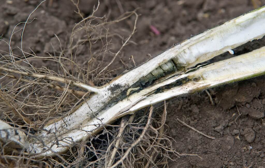 Подсолнечная шипоноска