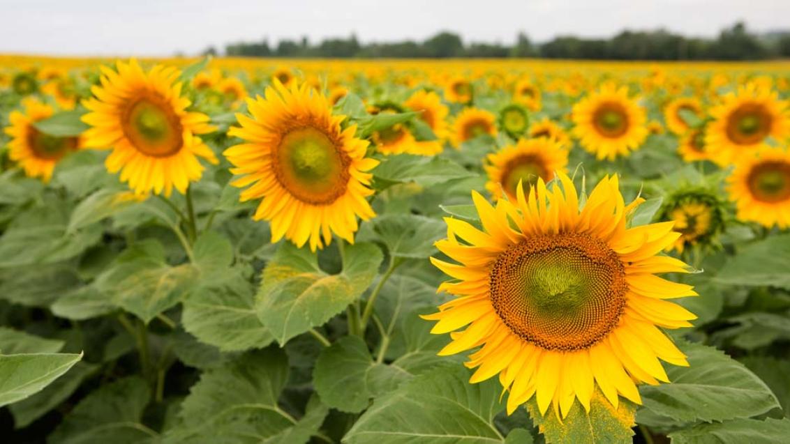 Технология возделывания подсолнечника, фото
