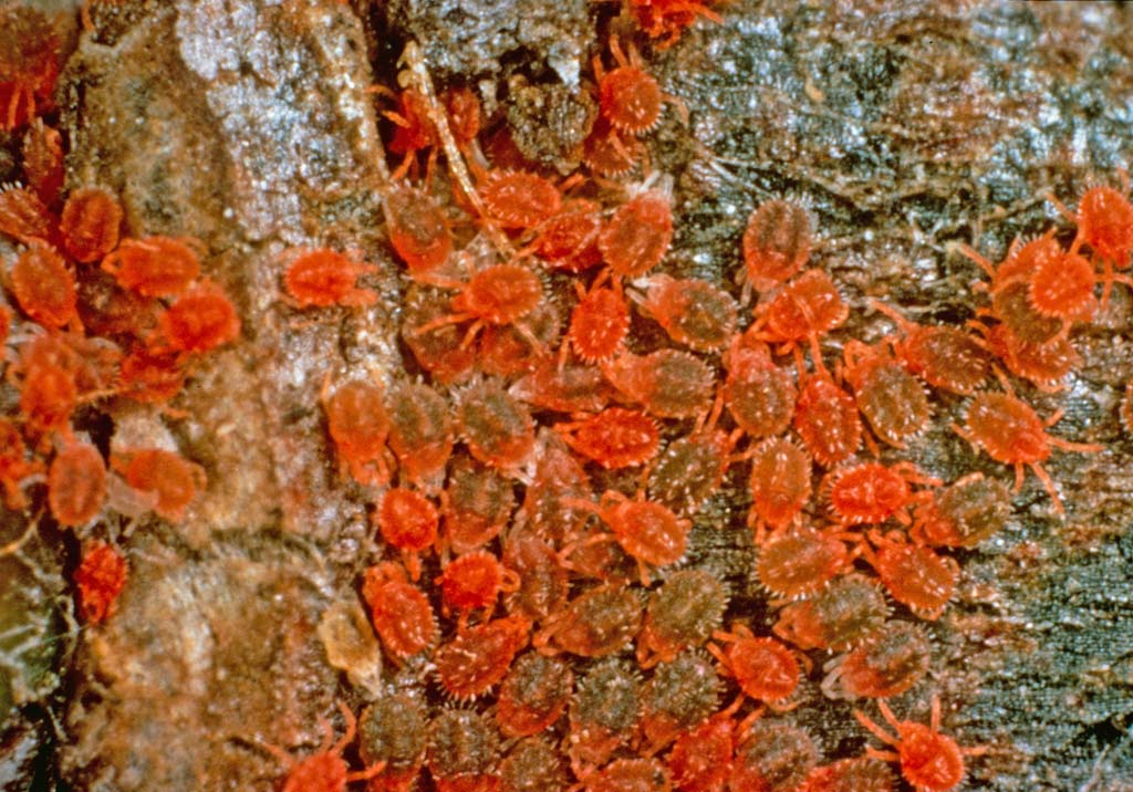 Бурый плодовый клещ