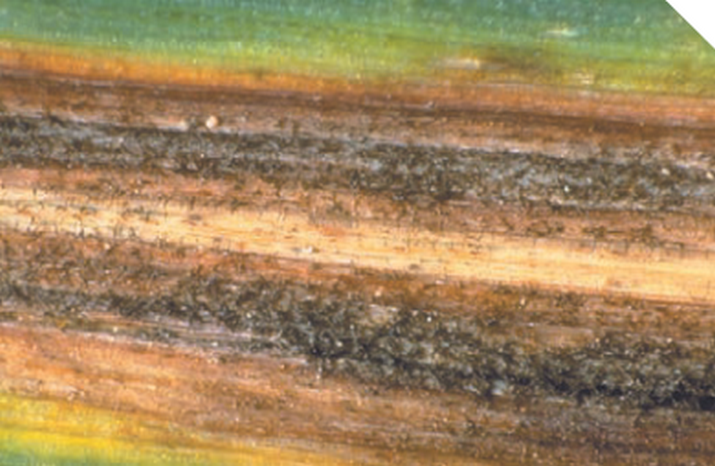 Пиренофороз (жёлтая пятнистость) пшеницы