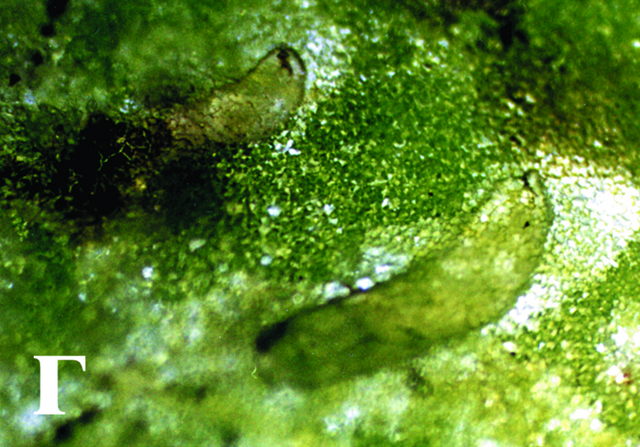 Минёр паслёновый