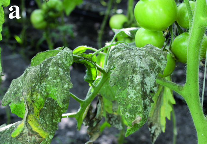 Белокрылка тепличная, или оранжерейная