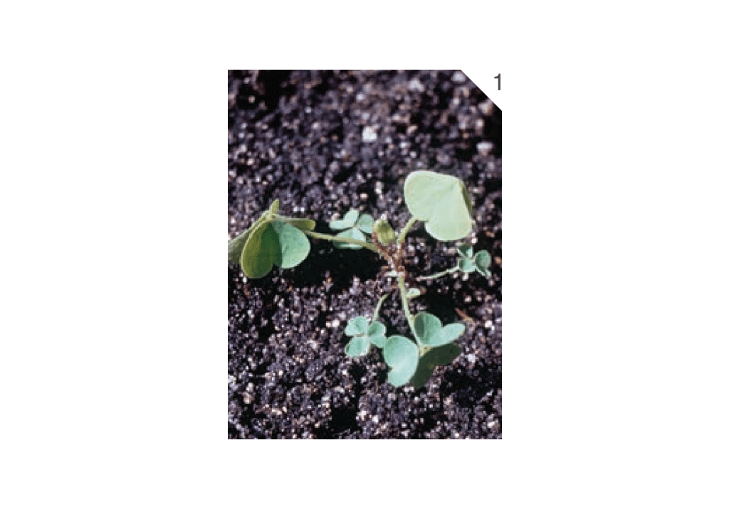 Кислица рожковая