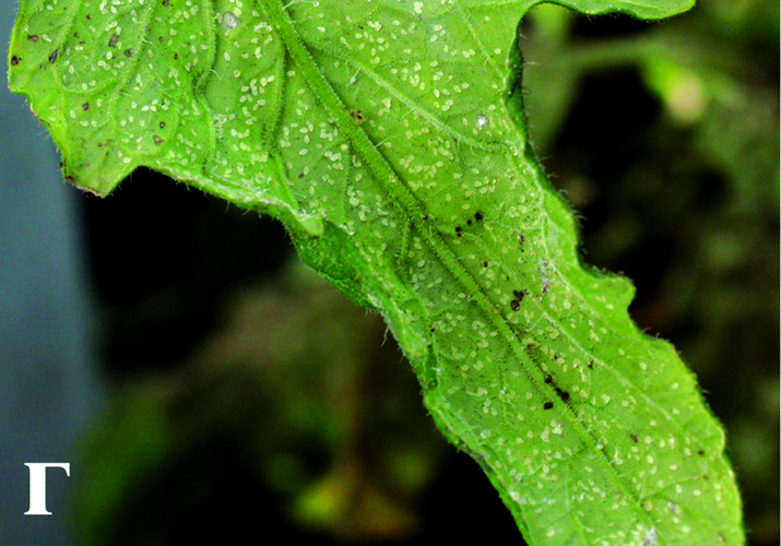 Белокрылка тепличная, или оранжерейная