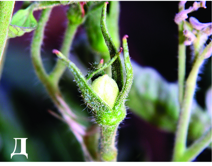 Столбур томата